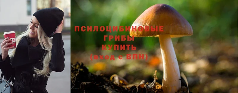 Псилоцибиновые грибы Psilocybine cubensis Белоусово